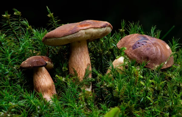 Гриб Называемый Boletus Edulis Лесах Испании — стоковое фото