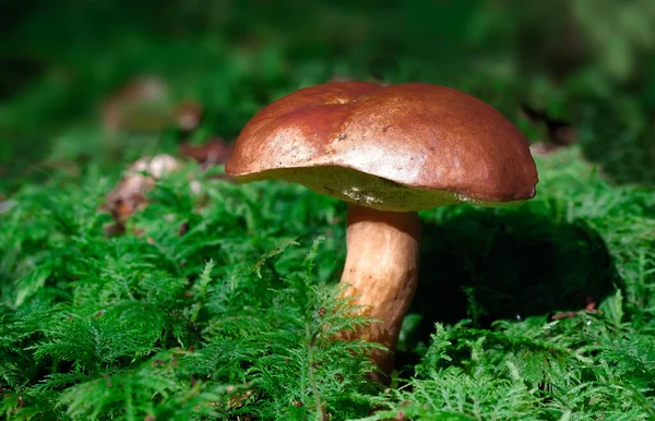 Μύκητας Που Ονομάζεται Boletus Edulis Στα Δάση Της Ισπανίας — Φωτογραφία Αρχείου