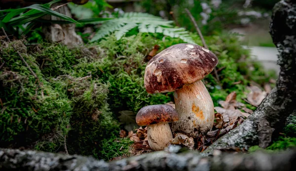 Gomba Nevű Boletus Edulis Spanyol Erdőkben — Stock Fotó