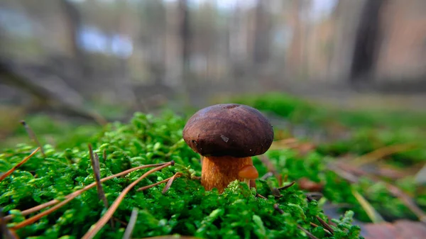 Гриб Называемый Boletus Edulis Лесах Испании — стоковое фото