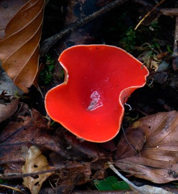 Aurantia aleuria, yağmurda yok olan toprakta yetişen mantar.