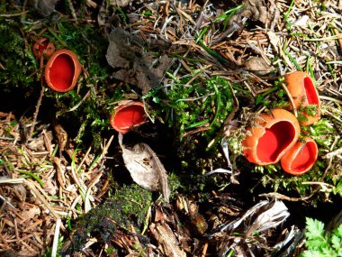 Aurantia aleuria, yağmurda yok olan toprakta yetişen mantar.