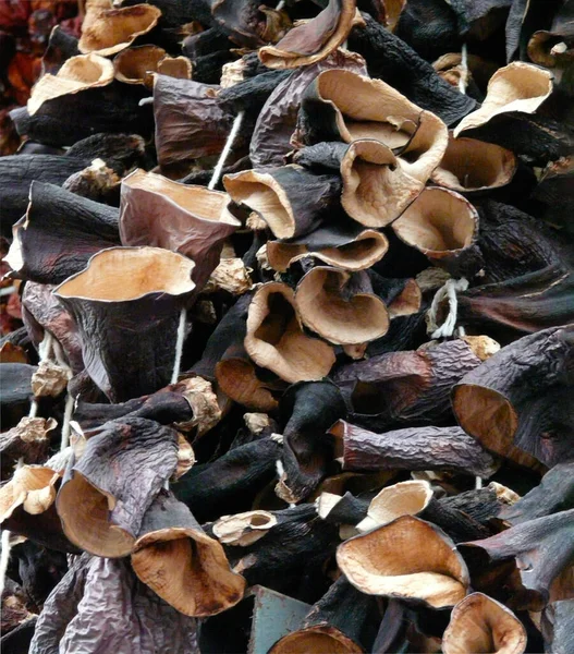 Cantharellus Lutescens 버섯노란 트럼펫이 나옵니다 — 스톡 사진