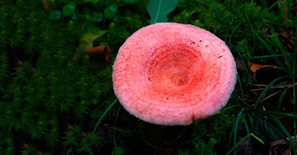 Lactarius Deliciosus Robellon Champignon Qui Sort Automne — Photo