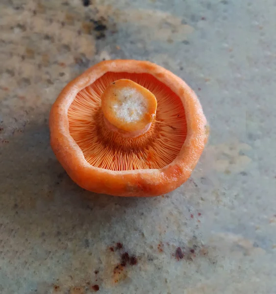 Lactarius Deliciosus Robellon Fungus Который Выходит Осенью — стоковое фото