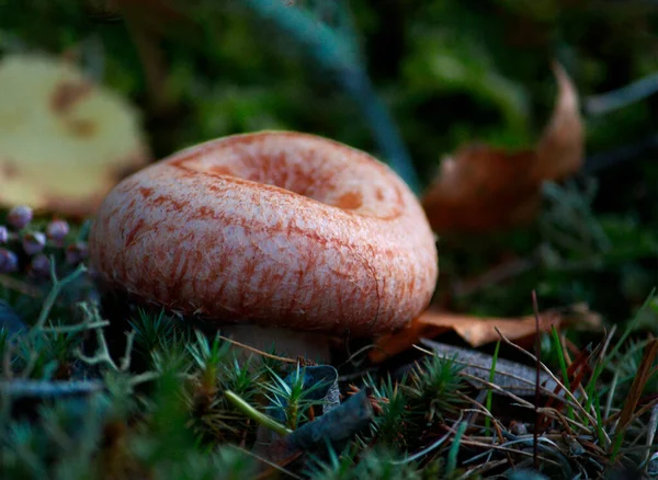 Lactarius Deliciosus Robellon Fungus Который Выходит Осенью — стоковое фото