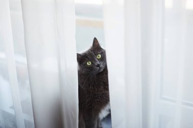 Yeşil gözler gri Kedi beyaz perdenin arkasında