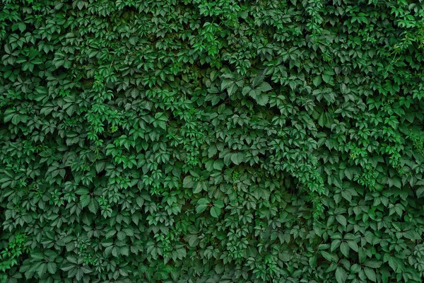 緑の葉平壁の背景 — ストック写真