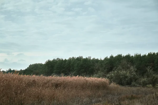 Reed Pines Forest Blue Sky — Stock Photo, Image