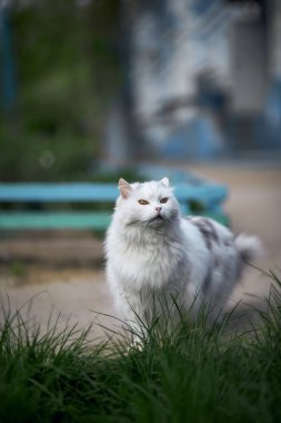 Güzel ve duygusal kedi çimlerin üzerinde