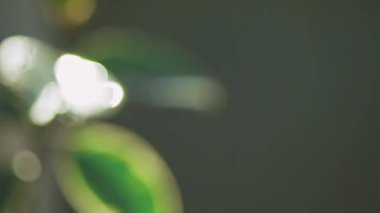 Su, incir ağacının yeşil bir yaprağına düşer.