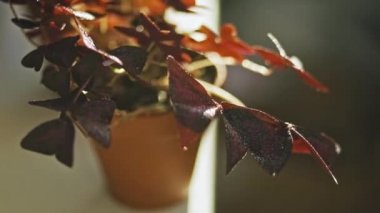 Güneş ışığı altında Odun-sorrel Oxalis asetosella yaprakları