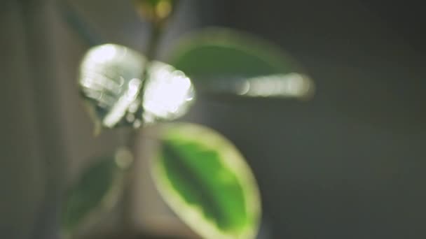 Grünes Blatt Des Ficus Mit Wassertropfen Und Sonnenlicht — Stockvideo