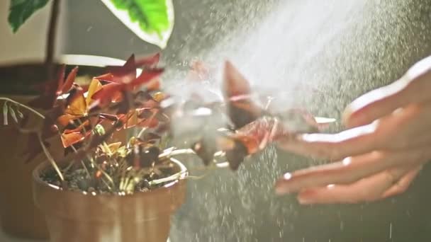 Wasser Sprühende Blätter Des Sauerampfers Oxalis Acetosella Sonnenlicht — Stockvideo