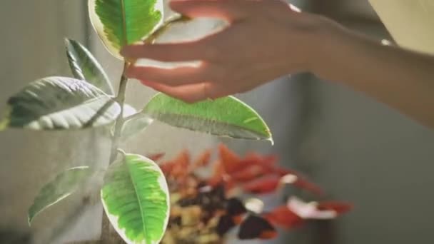 Vodní Postřik Listí Fíkusu Během Slunečního Svitu — Stock video