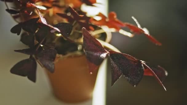 Foglie Del Legno Acetosella Oxalis Acetosella Alla Luce Del Sole — Video Stock