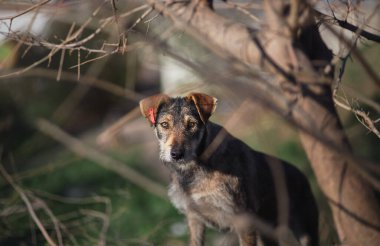 Ormandaki köpek kameraya bakıyor.