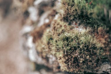Taşın üzerindeki yosunları kapat.