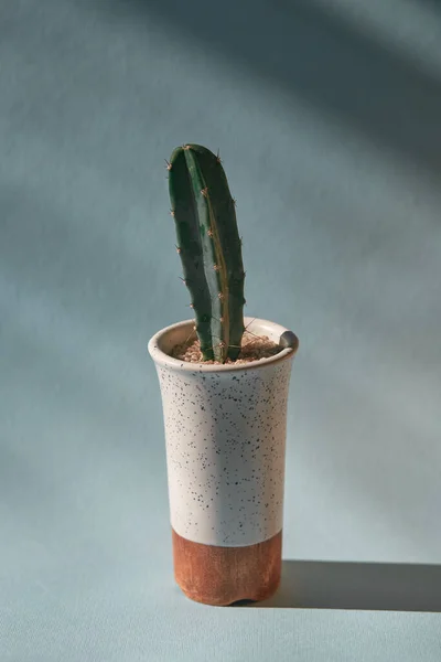 Cacti Suculento Cereus Uma Panela Cerâmica Iluminada Com Luz Solar — Fotografia de Stock