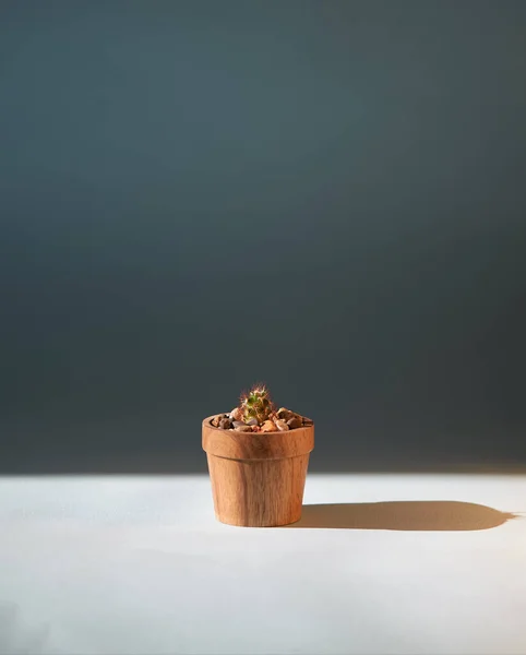 Kakteen Sukkulenter Echinocereus Einem Mit Sonnenlicht Beleuchteten Holztopf — Stockfoto
