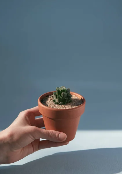 Cacti Succulent Haworthia Cooperi Ceramicznej Doniczce Terakoty Oświetlonej Światłem Słonecznym — Zdjęcie stockowe