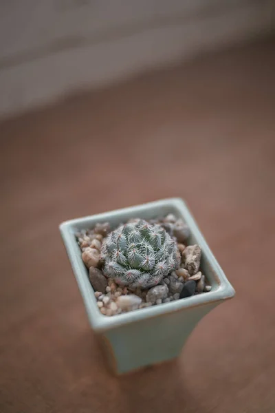 Kaktusy Soczyste Niebieskim Ceramicznym Doniczce Oświetlone Światłem Słonecznym — Zdjęcie stockowe