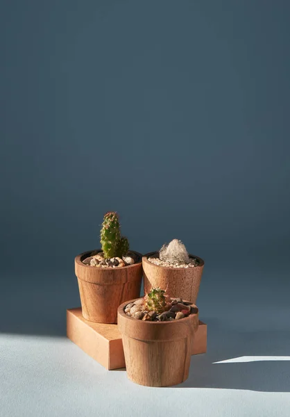 Três Cactos Numa Panela Com Luz Solar Isolada Sobre Fundo — Fotografia de Stock