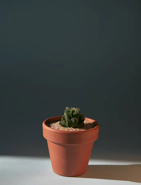 Cacti Suculento Haworthia Cooperi Vaso Terracota Cerâmico Iluminado Com Luz — Fotografia de Stock