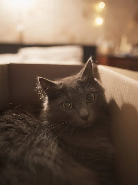 Gato Cinza Com Grandes Olhos Verdes Senta Papelão — Fotografia de Stock