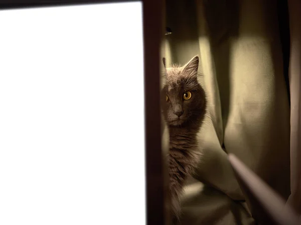 Green Eyed Cat Grey Fur Sitting Monitor Looking Straight Camera — Stock Photo, Image