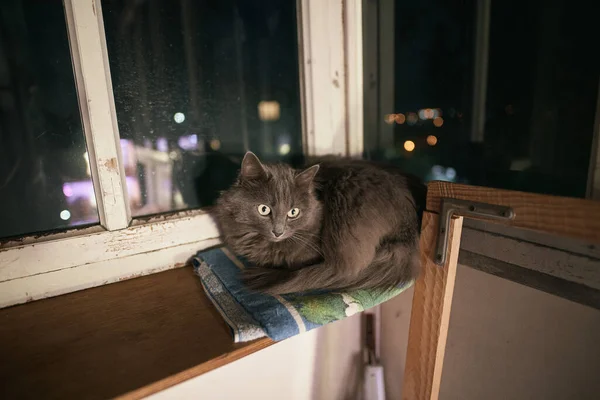 Adorable Home Grey Cat Green Eyes Sits Balcony Night — Stock Photo, Image