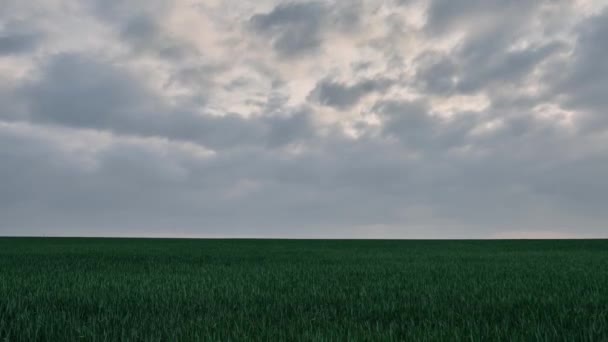 Na jaře přeletí nad zeleným zemědělským polem dešťové mraky. Čerstvě zelené pšeničné pole před deštěm. Nad polem létají mraky. Krásná večerní obloha. — Stock video