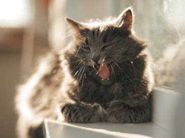 Sevimli gri evcil kedi ilk güneş ışınlarında pencere pervazında esniyor. Sabah güneşi ve tembel tüylü kedi