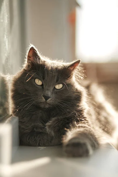 Domestic Cat Beautiful Eyes Lies Looking Camera — Stock Photo, Image