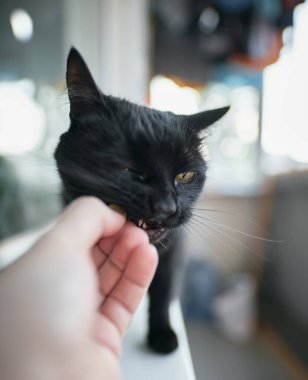 Kara ev kedisi yemeğin tadını elinden alır. Adam kediyi elinden besliyor. evcil hayvan peynir yer