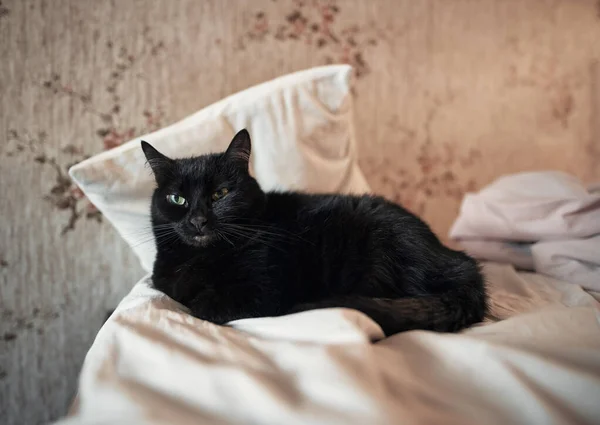 Chat Compagnie Noir Repose Sur Oreiller Sur Lit — Photo