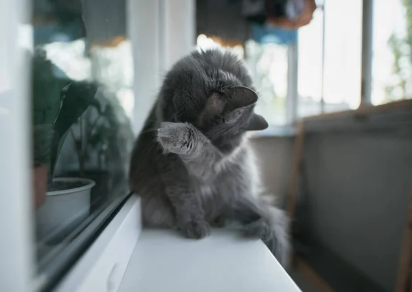 灰色家猫在窗台前洗澡 — 图库照片