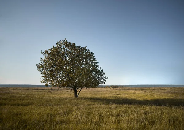 Osamělý Strom Stojí Poli Jasná Večerní Obloha Nad Travnatým Polem — Stock fotografie