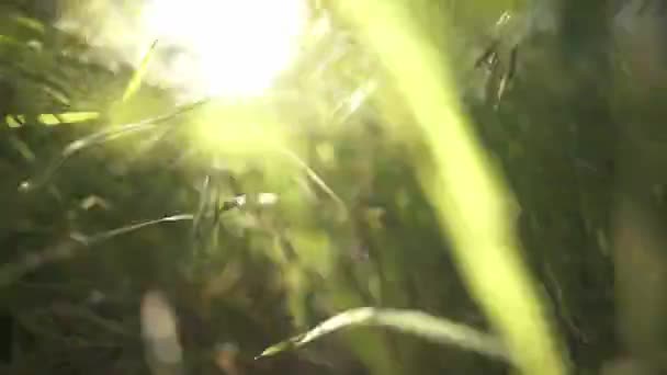 Cepat keluar dan dalam menjalankan orang pertama sudut rendah di rumput hijau di matahari malam — Stok Video