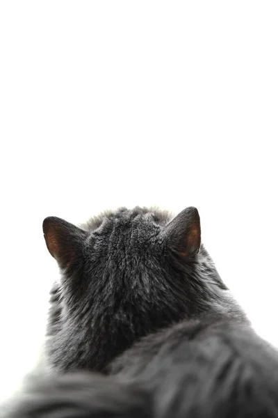 Šedá Domácí Kočka Sedí Parapetu Dívá Nahoru Izolované Copyspace Obraz — Stock fotografie