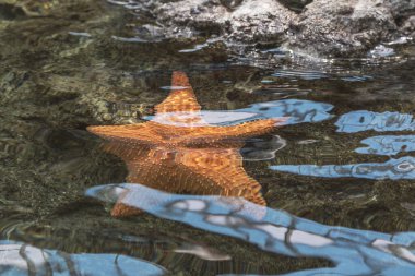Su altındaki bir kayanın üzerindeki denizyıldızı.