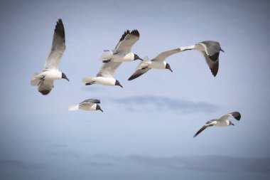 Uçan bir martı sürüsüne yaklaş