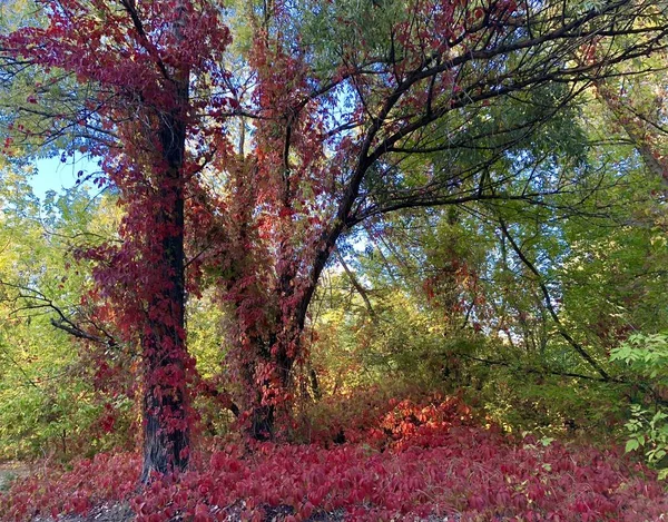 Spaziergang Zwischen Malerischen Bäumen September — Stockfoto