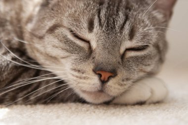 Uyuyan kedi