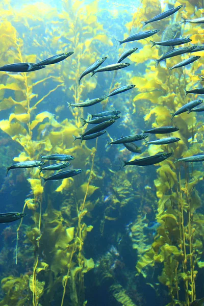 Yosun ormanında balık