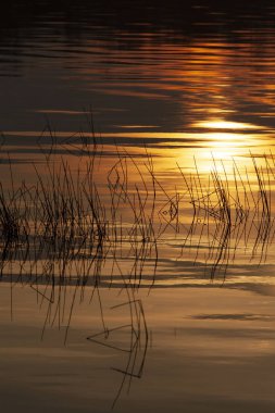 Sıcak gün batımı sazlığın silüetiyle sakin sulara yansıdı.