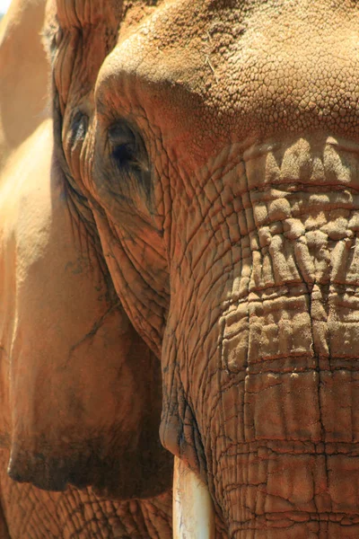 Lähikuva Afrikkalainen norsu kasvot auringonvalossa — kuvapankkivalokuva