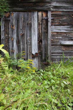 Eski ve kırsal dökük kapılar önünde fazla gelişmiş yabani otlar