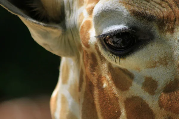 Extremo close-up de olho de girafa — Fotografia de Stock