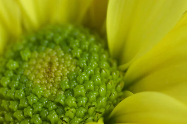 Екстремально крупним планом жовта і зелена квітка — стокове фото